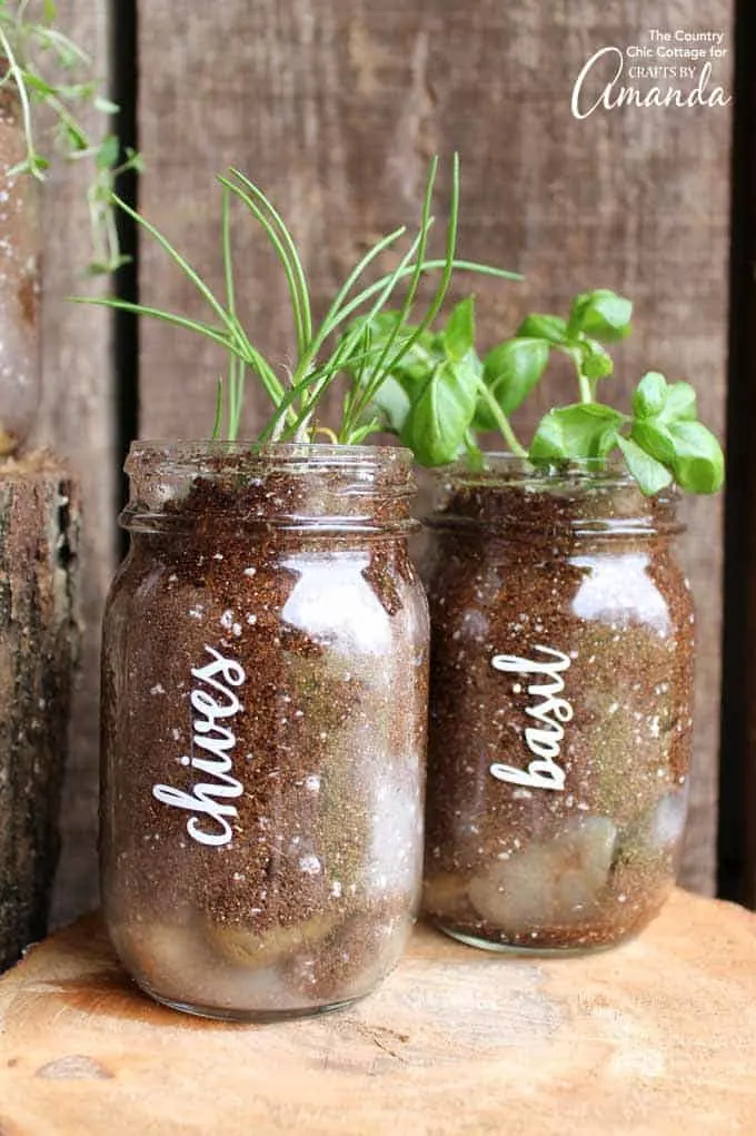 Two mason jars with herbs growing in direct with white vinyl labels.